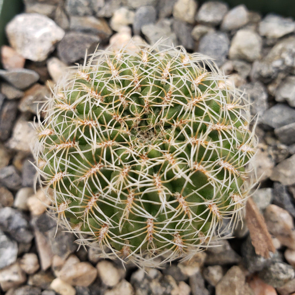 Sulcorebutia steinbachii veronikae