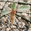 euphorbia iharanae