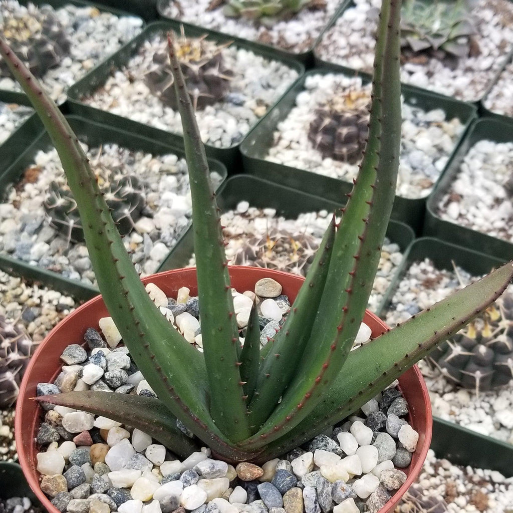 Aloe wickensii