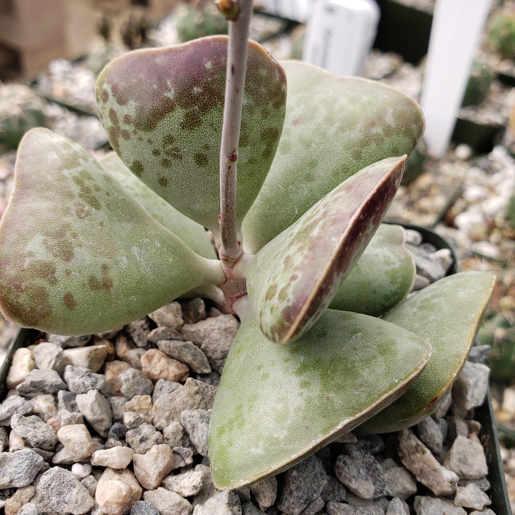 Adromischus triflorus &