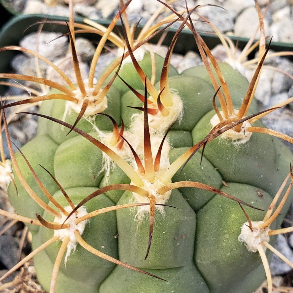 Gymnocalycium tomina