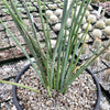 Red Yucca - Hesperaloe parviflora