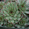 Sempervivum calcareum (Hens and Chicks)