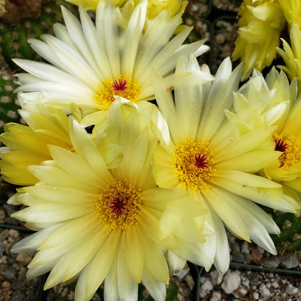 Sun Cup - Notocactus agnetae