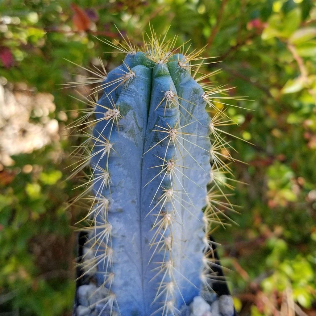 Cactus Azul Shop Brazilian Blue Cactus 'Pilosocereus azureus' | Fast Delivery ...