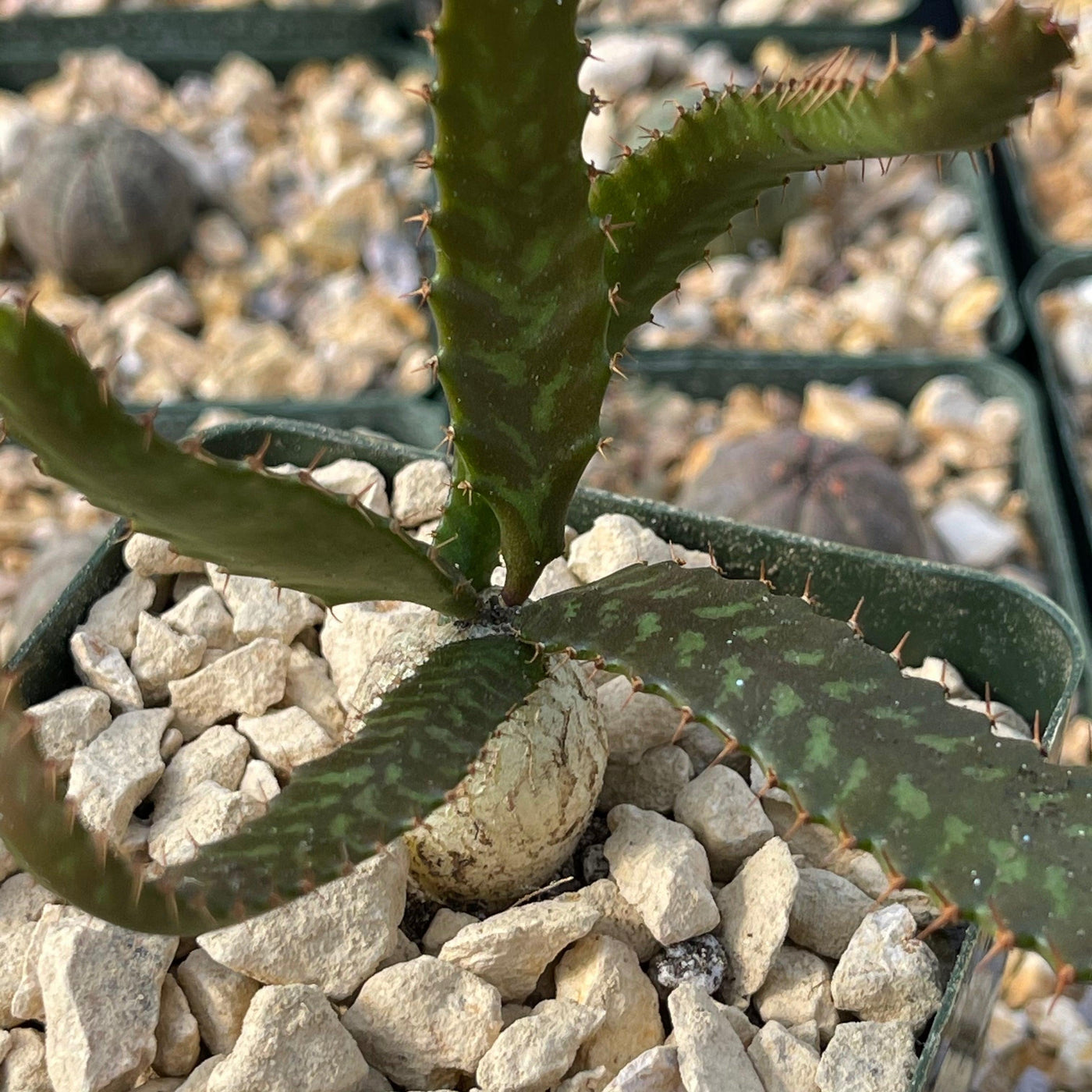 succulents that look like jellyfish Jellyfish Head 'Euphorbia stellata'