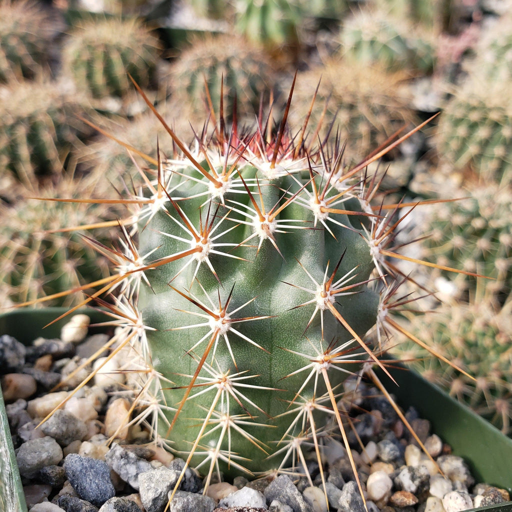 Echinocereus ferreirianus