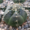 Echinocereus knippelanius orcutt