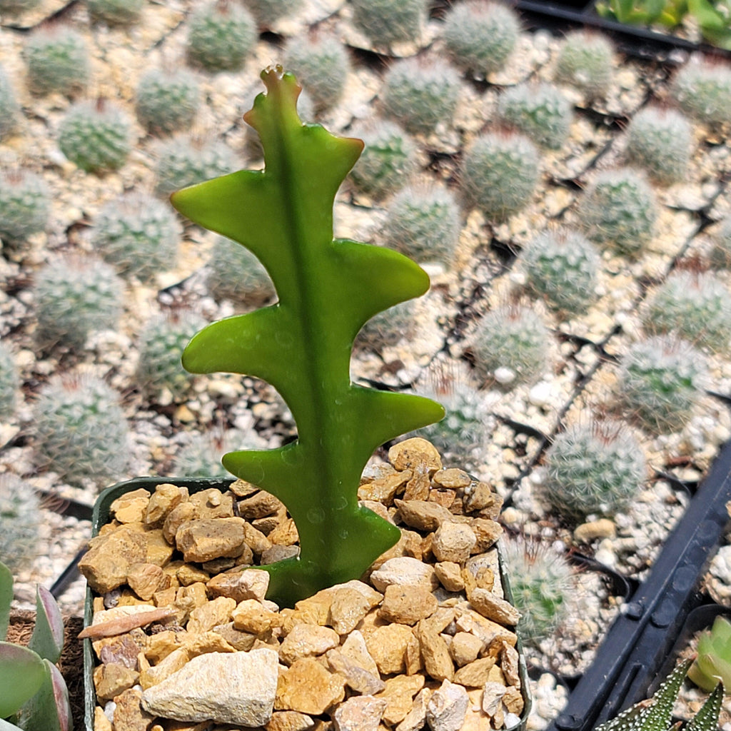 Fishbone Cactus ‘Selenicereus anthonyanus’ - Ric Rac Cactus