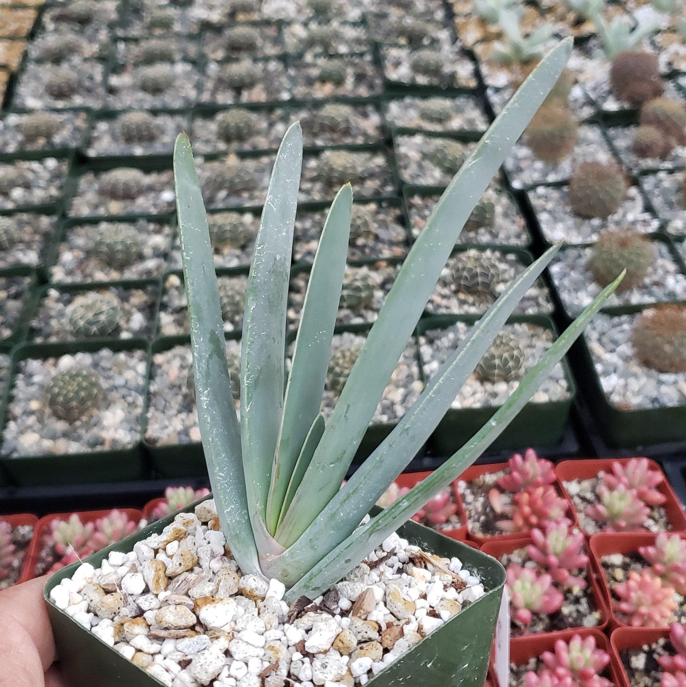 Fan Aloe - Aloe plicatilis