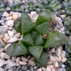 Haworthia retusa