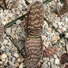 Gasteria verrucosa