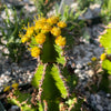 Euphorbia restricta