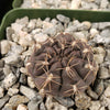 Gymnocalycium lukasikii
