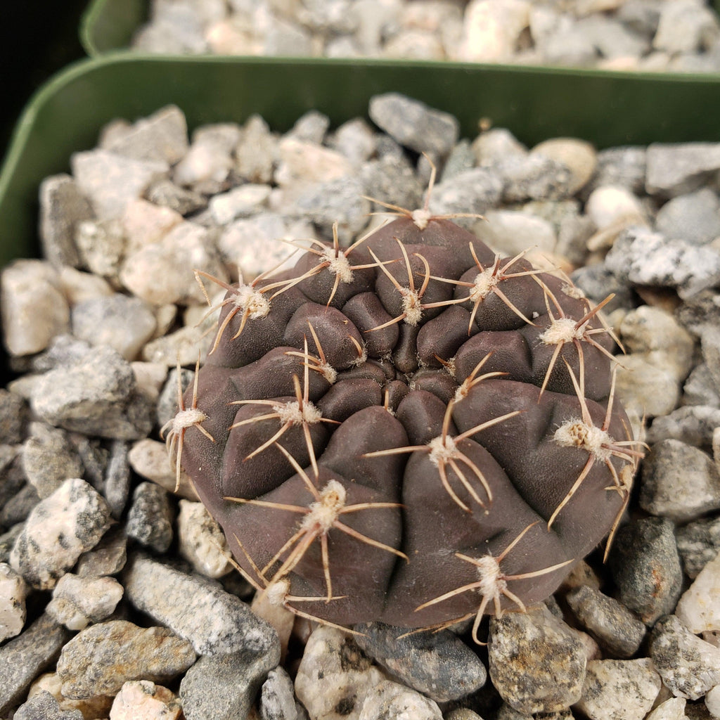 Gymnocalycium lukasikii