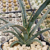 Saw Leaf Agave - Agave xylonocantha &