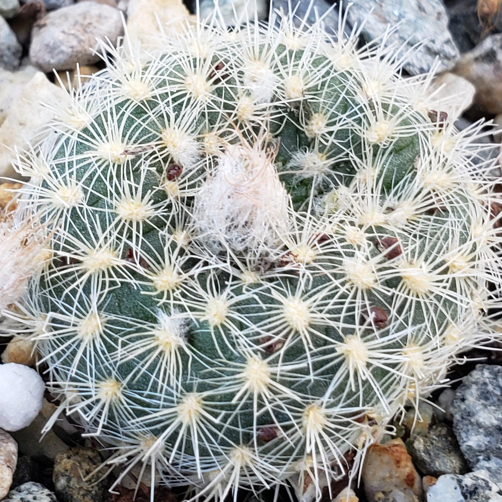 Frailea tenuissima albisetosa