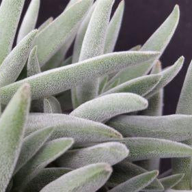 Crassula Mesembryanthemoides