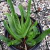 Glottiphyllum longum