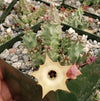 Huernia thuretii var Primulina