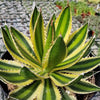 Quadricolor Century Plant ‘Agave Quadricolor’