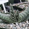 Gasteria bicolor liliputana