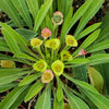 Euphorbia bupleurifolia large Specimen