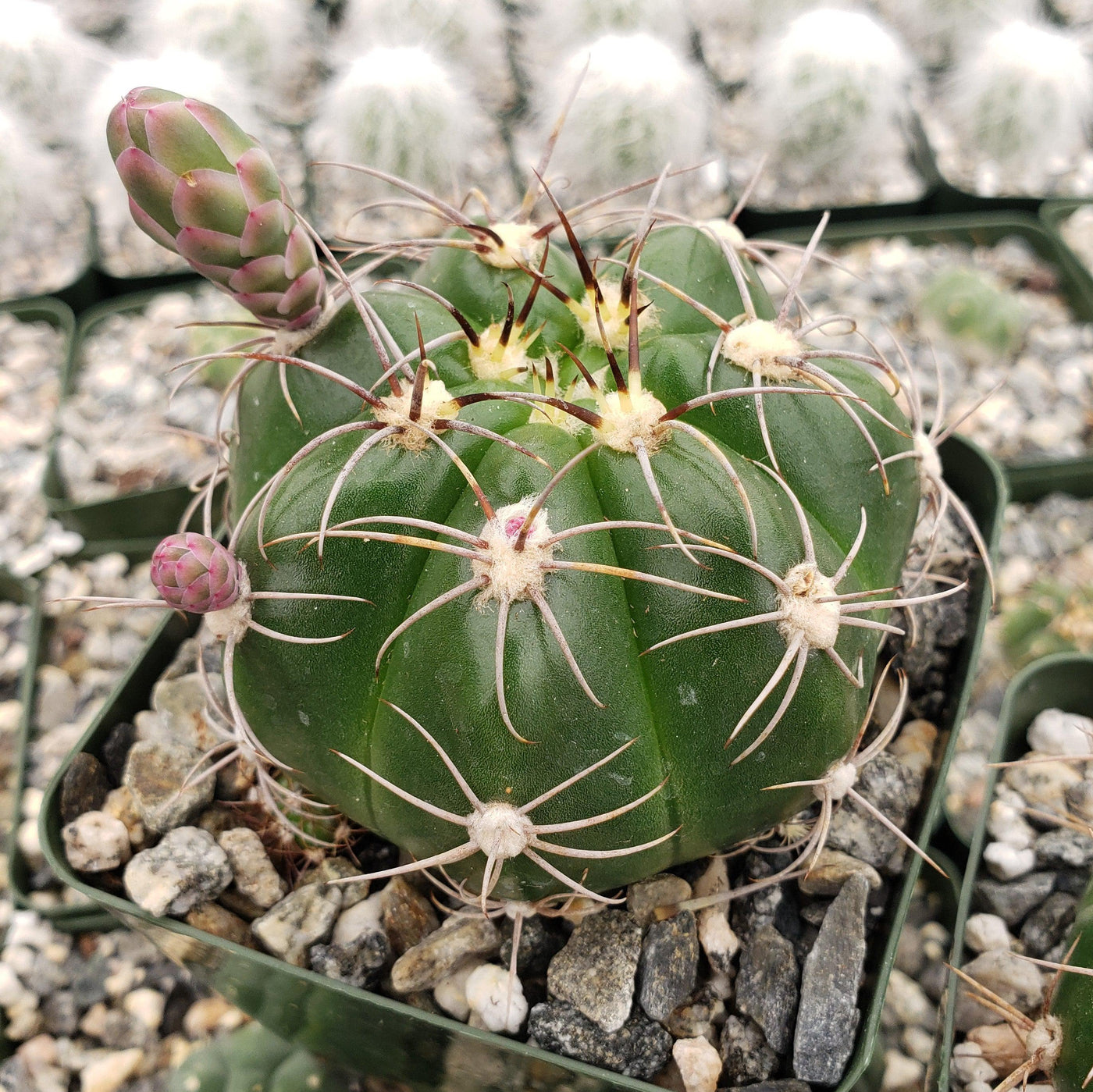 Gymnocalycium fleischerianum