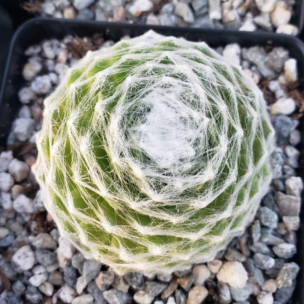 Cobweb Hens and Chicks - Sempervivum arachnoideum