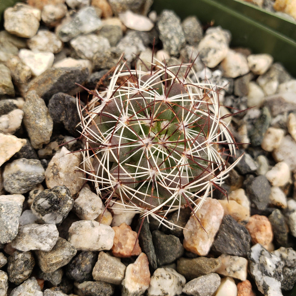 Mammillaria melaleuca