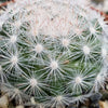 Mammillaria candida