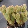 Opuntia rufida minima monstrose