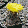 Acanthocalycium glaucum