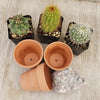 3- 2.5 inch cactus in terracotta pots