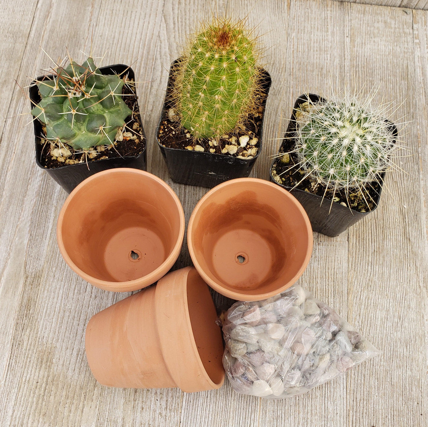 pots for cactus plants 3- 2.5 inch cactus in terracotta pots – Planet Desert