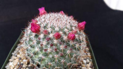 Rainbow Pincushion - Mammillaria rhodantha mccartenii