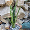 Mother in Law Plant ‘Sansevieria trifasciata’ Snake Plant