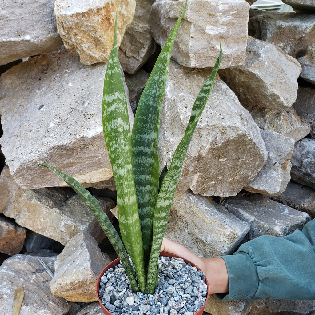 Mother in Law Plant ‘Sansevieria trifasciata’ Snake Plant