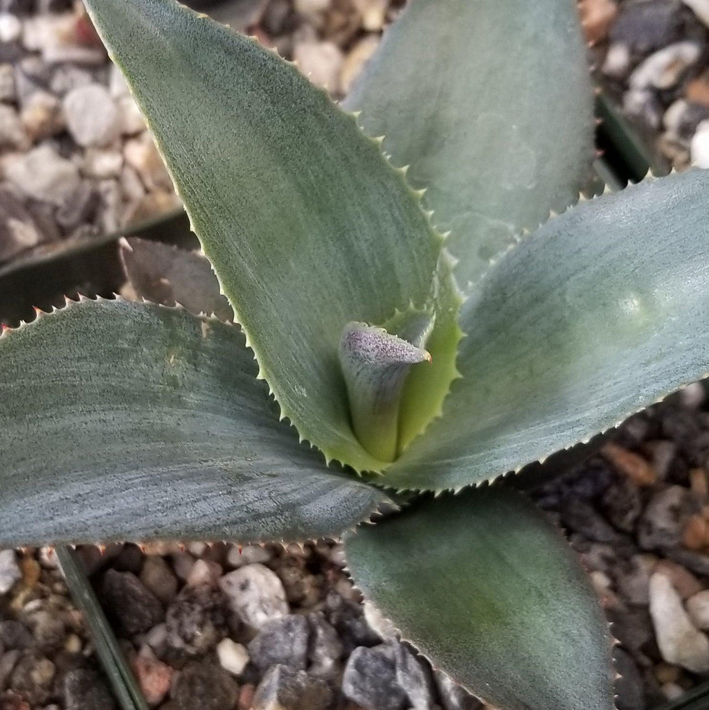 Agave pablocarrilloi