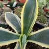 Variegated Century Plant - 12