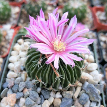 Stenocactus multicostatus Brain Cactus 2