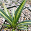 Sisal Century Plant - Agave sisalana mediopicta