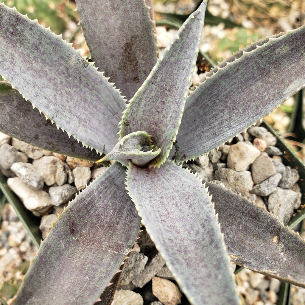 Agave silver fox