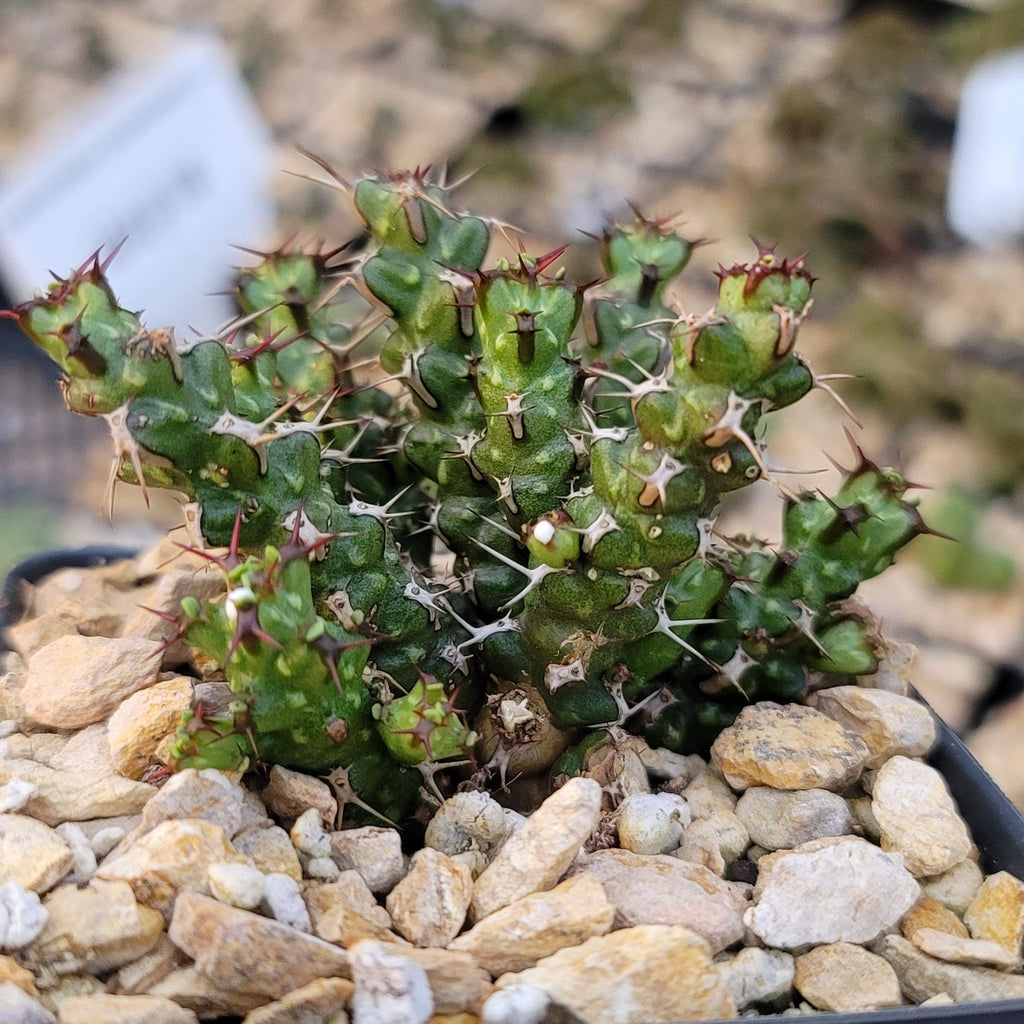 Euphorbia lenewtonii