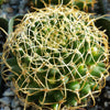 Mammillaria camptotricha marnier