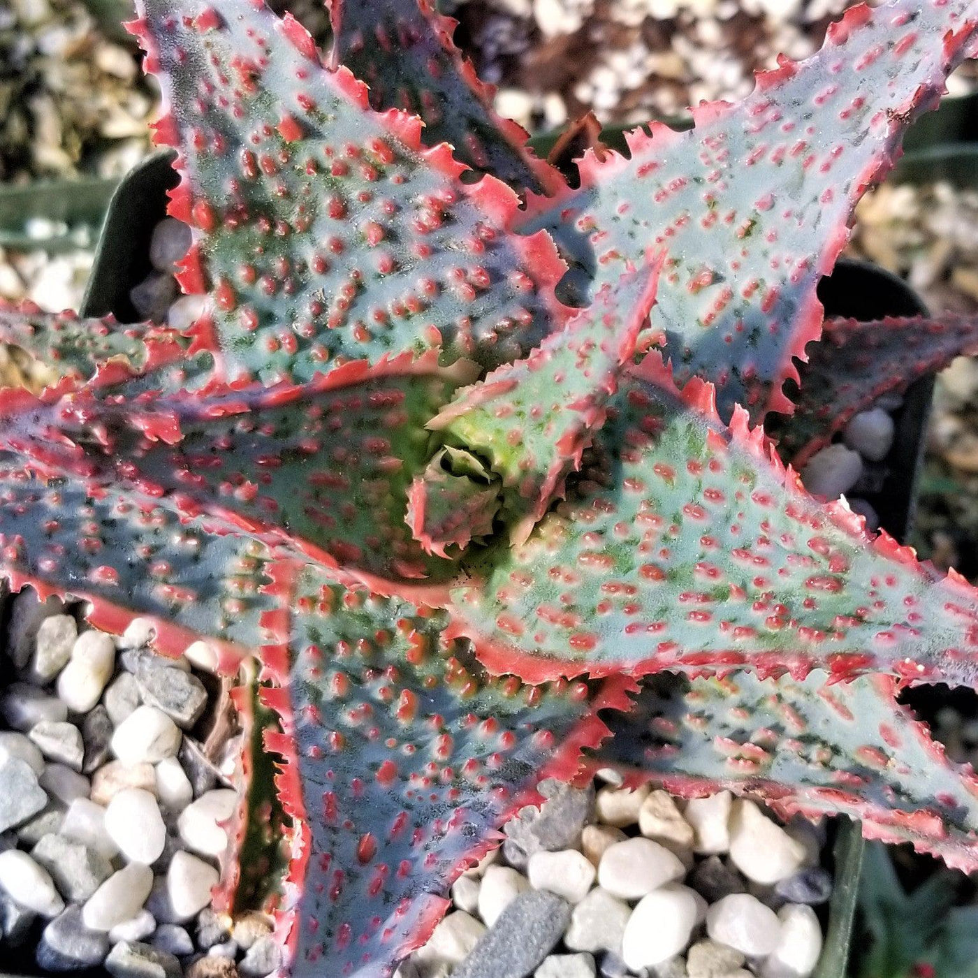 spiky red succulent Aloe Oik