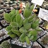 Cotyledon Ladismithiensis