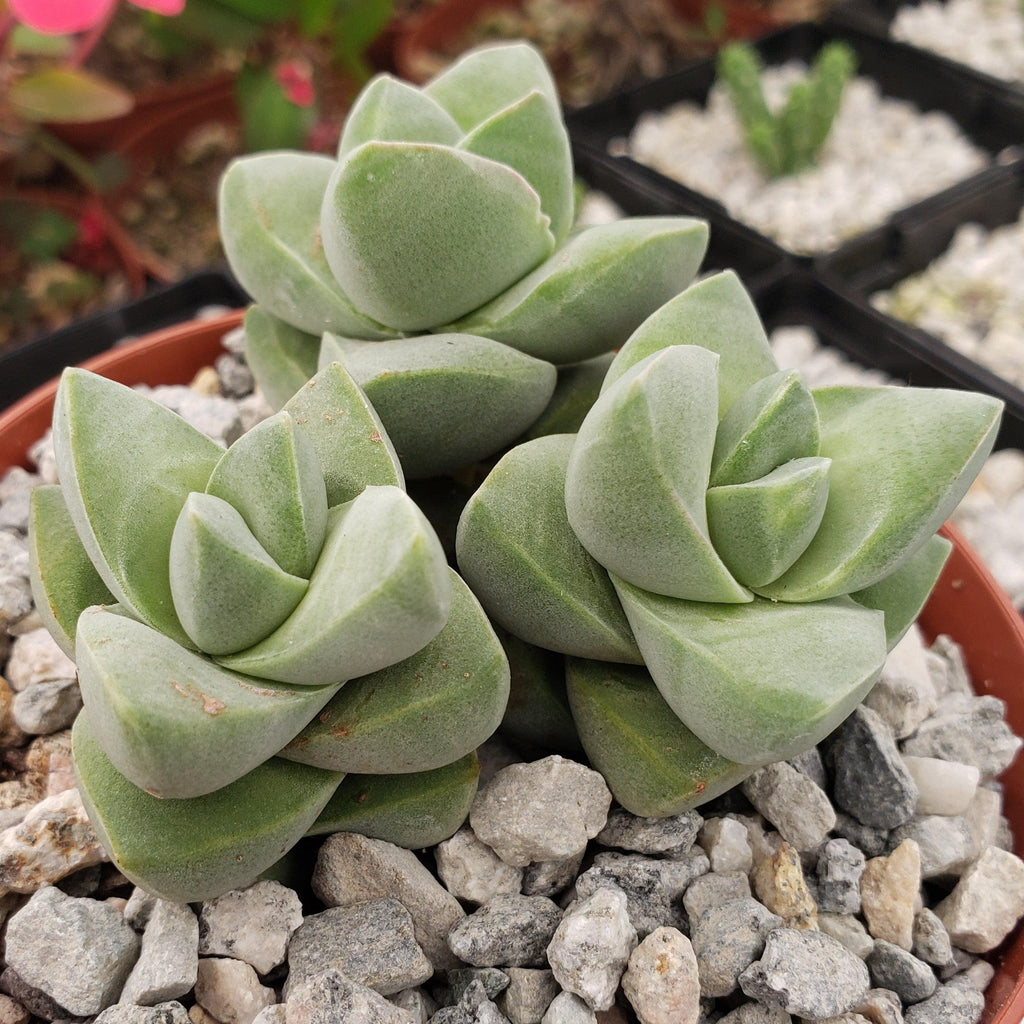 Crassula Moonglow