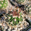 Echinofossulocactus ochoterenae