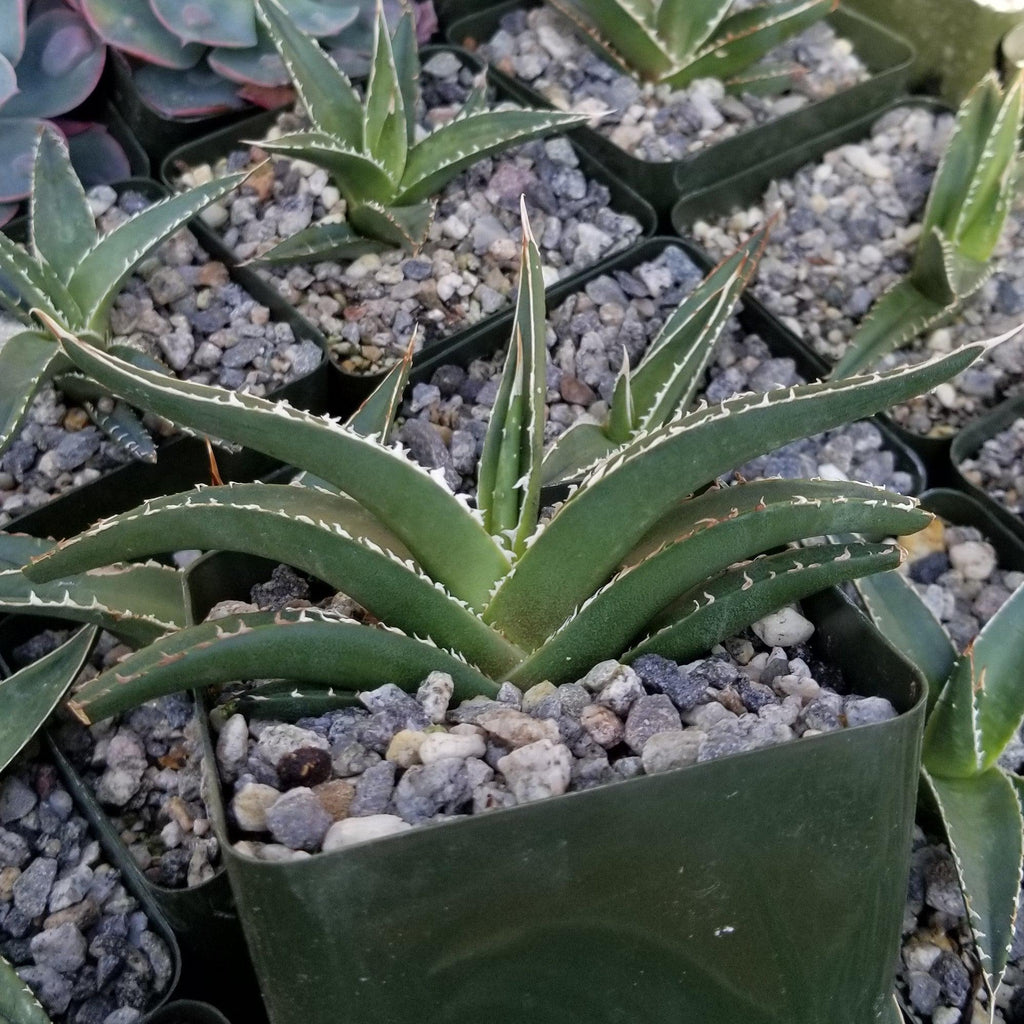Agave triangularis Large